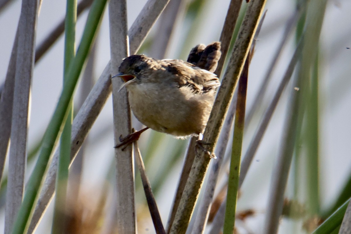 Marsh Wren - ML641124348