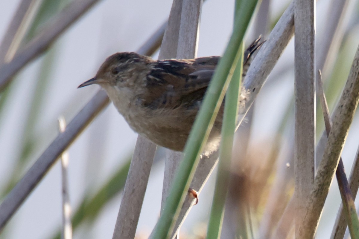 Marsh Wren - ML641124349