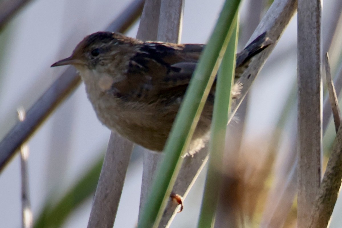 Marsh Wren - ML641124350