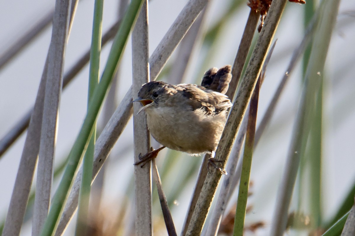 Marsh Wren - ML641124351