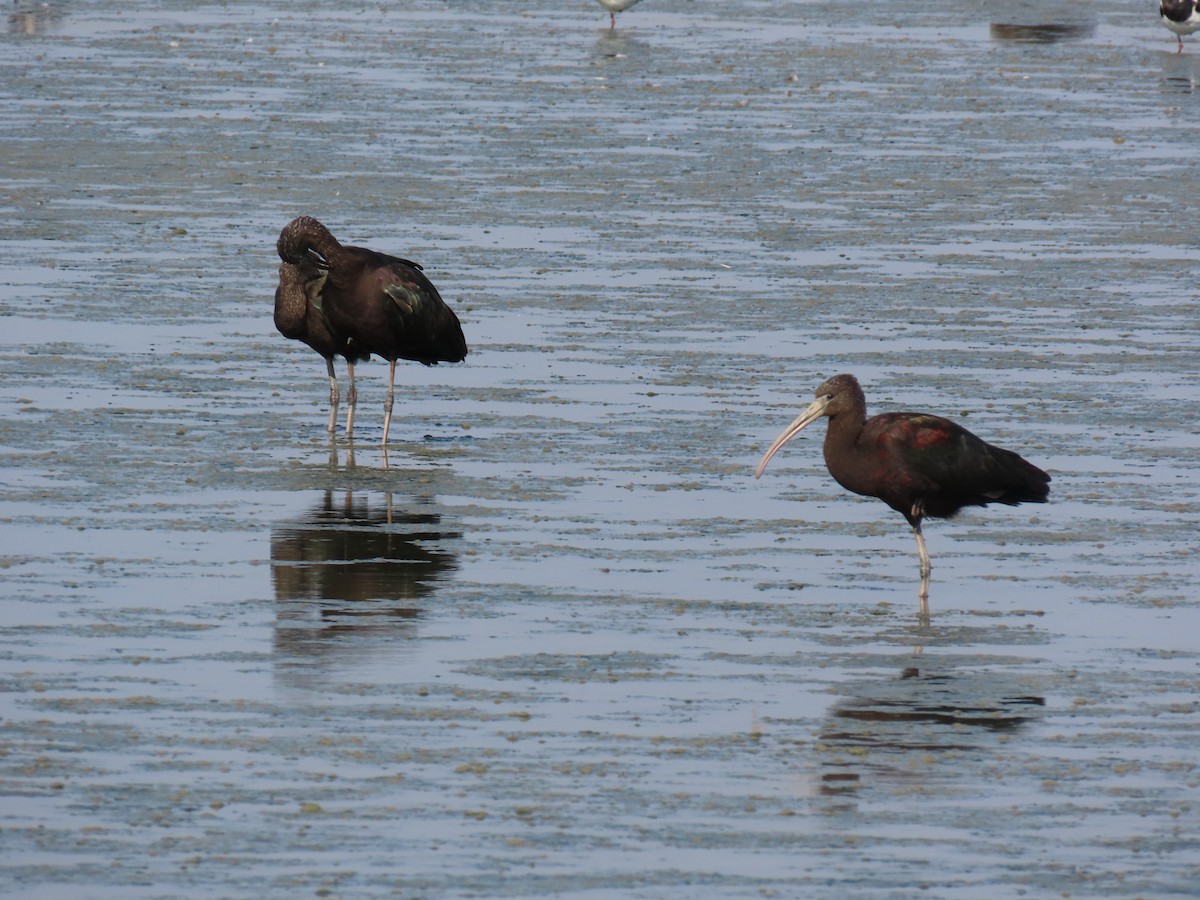 Glossy Ibis - ML641124353