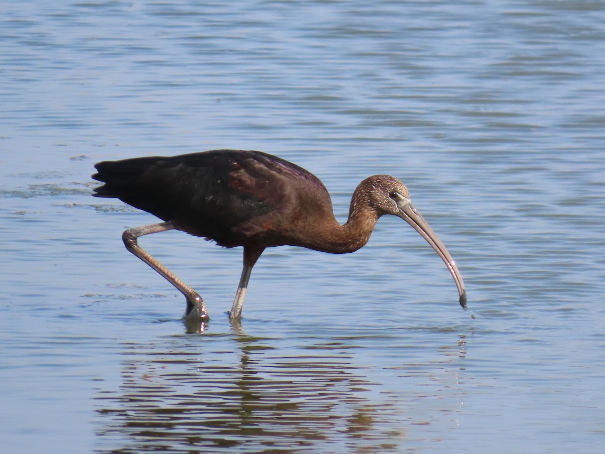 Glossy Ibis - ML641124354