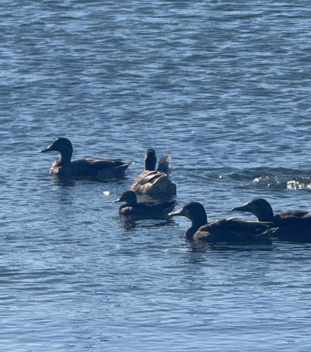Mallard - ML641124366