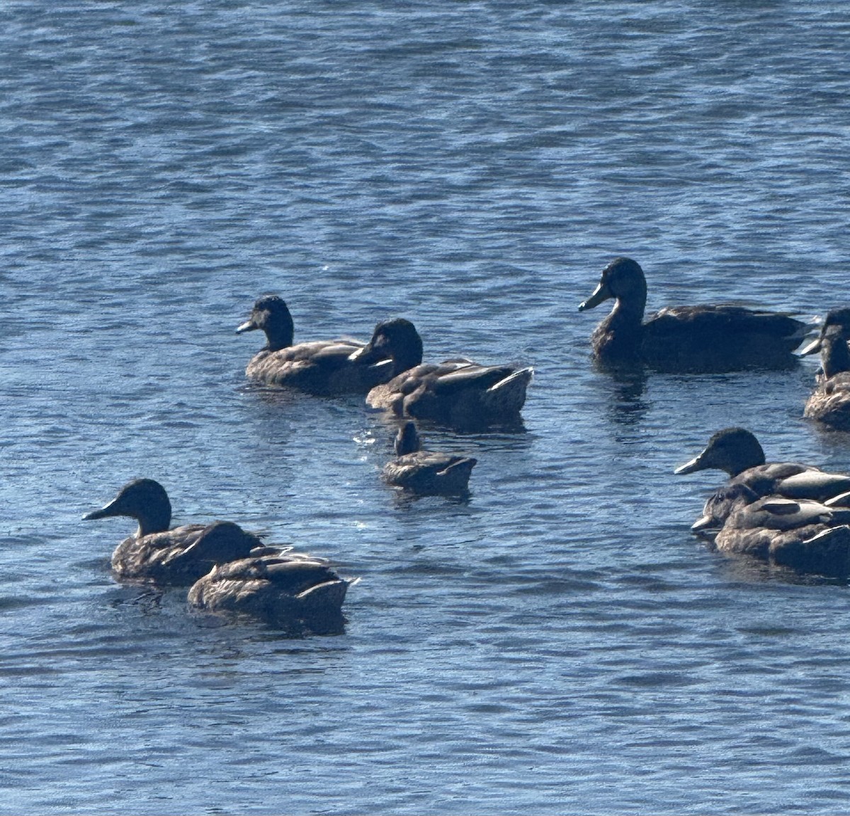 Mallard - ML641124367