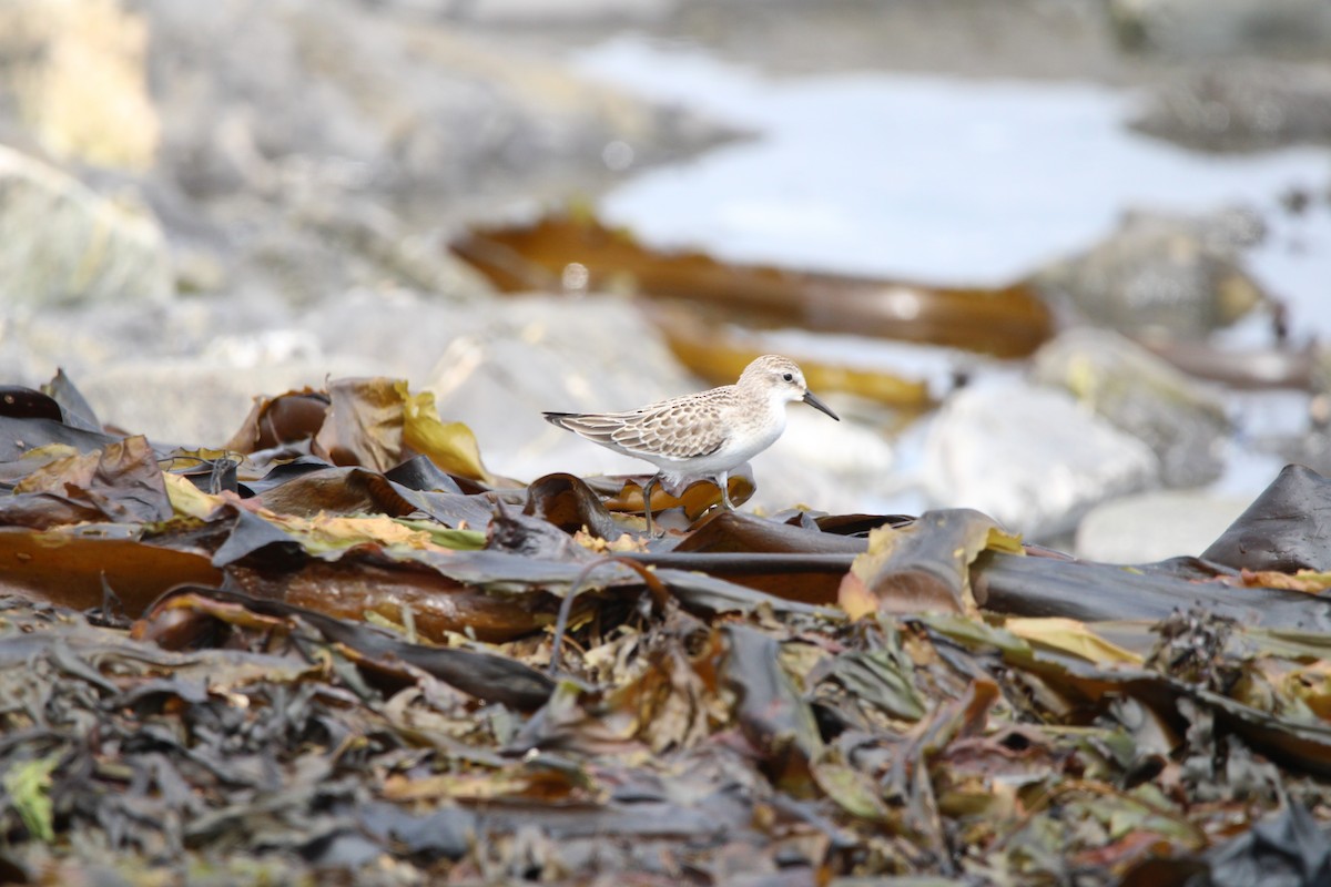 sandsnipe - ML641124412