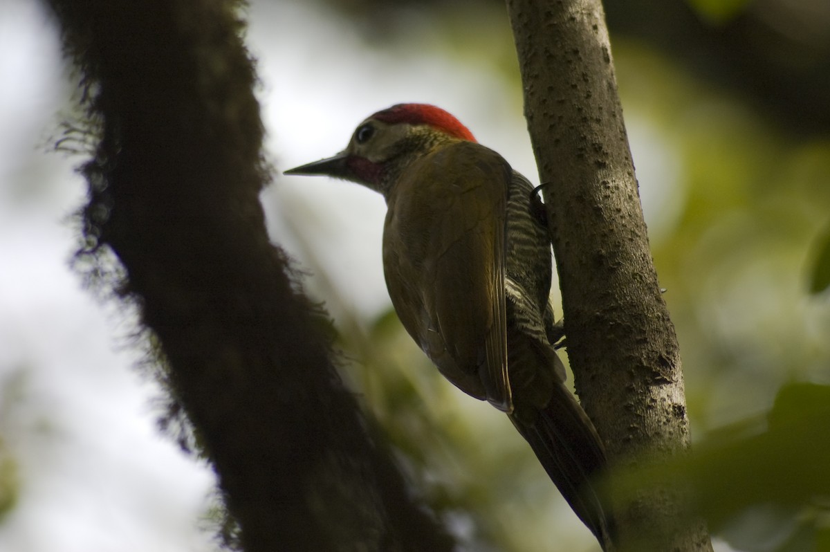 Golden-olive Woodpecker - ML641124414