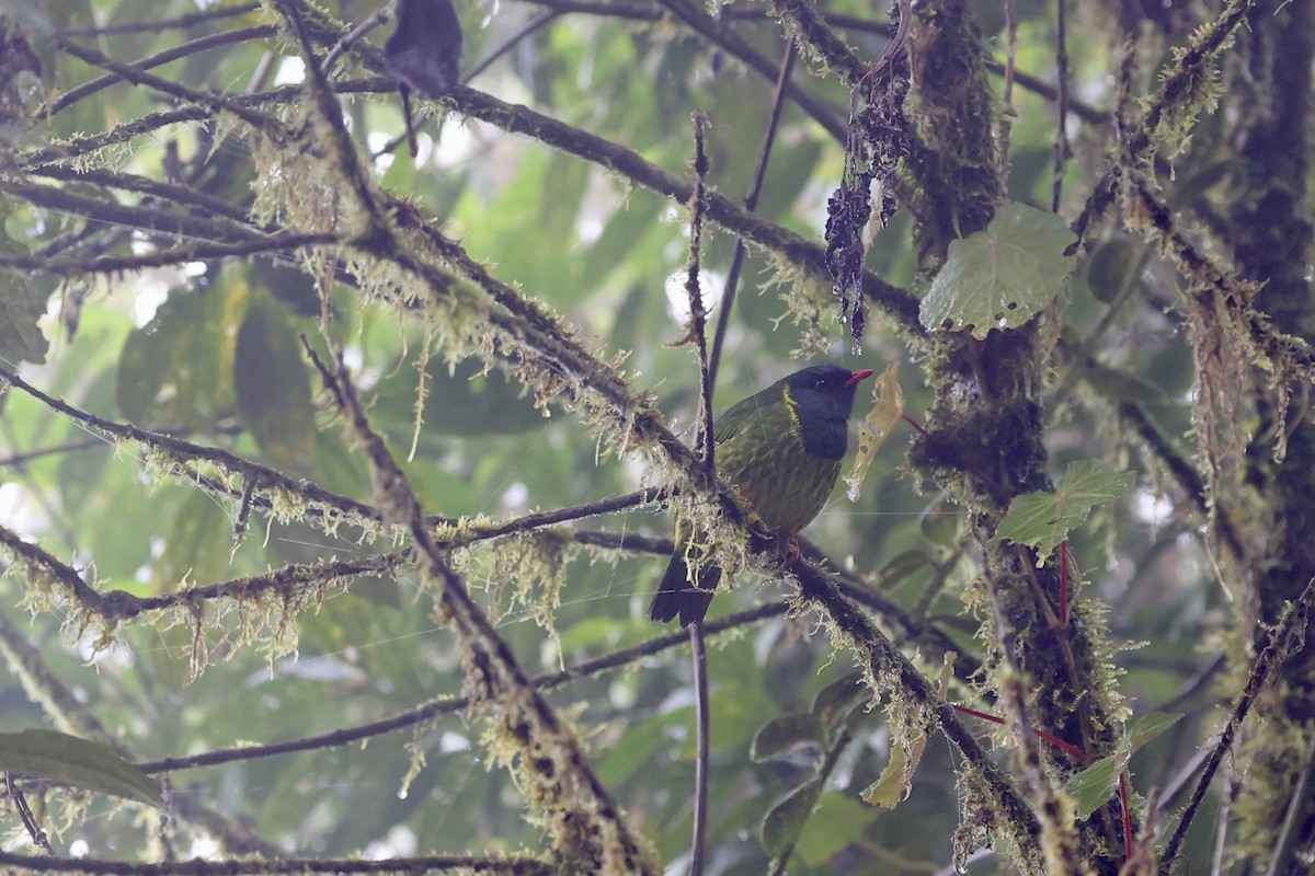 Cotinga vert et noir (groupe riefferii) - ML641124421