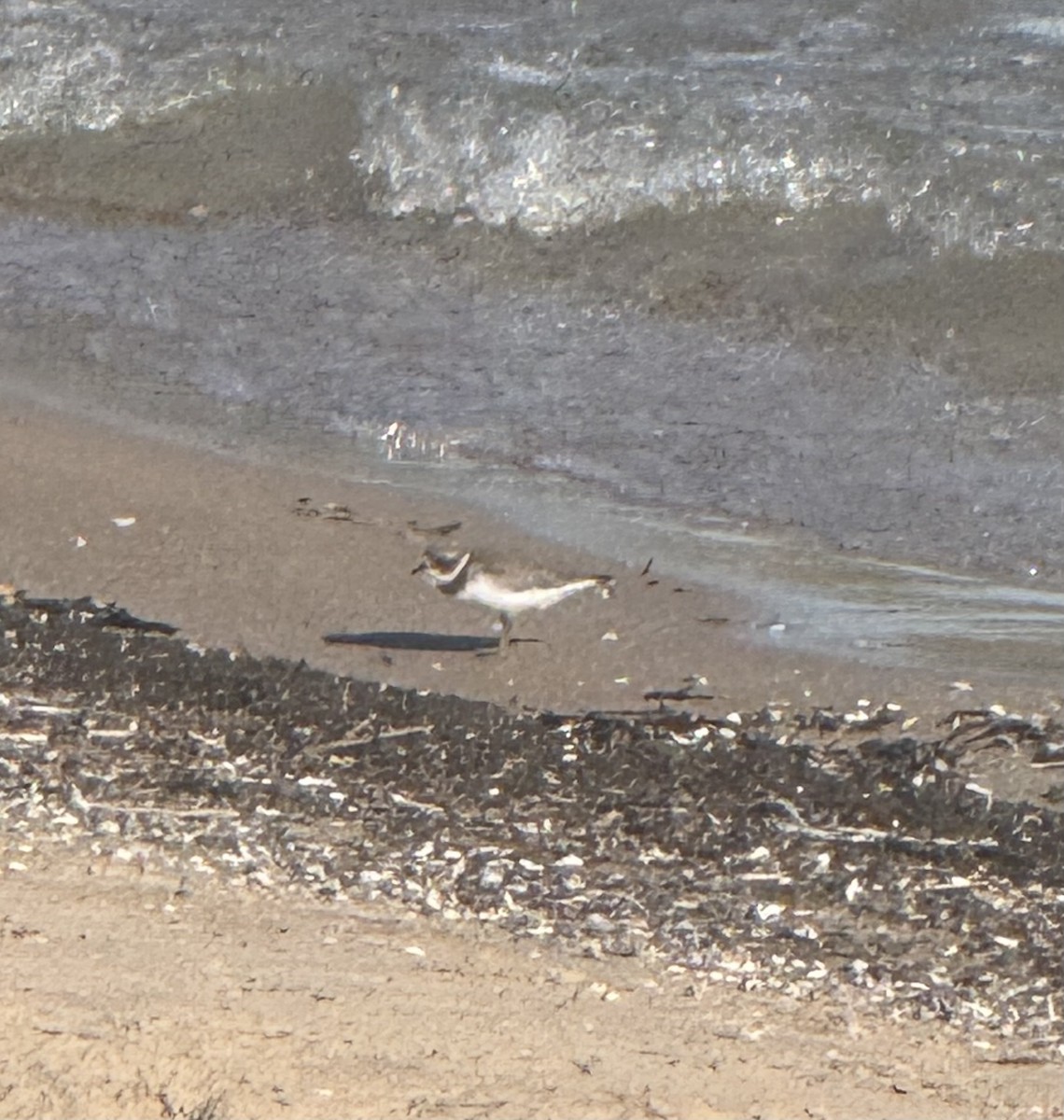 Semipalmated Plover - ML641124422