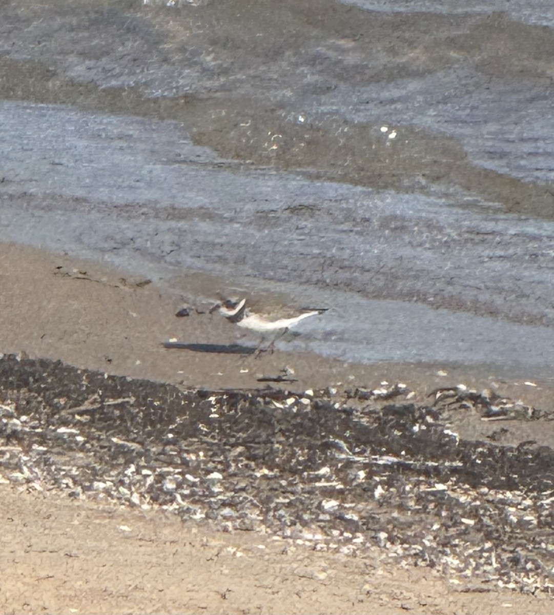 Semipalmated Plover - ML641124423