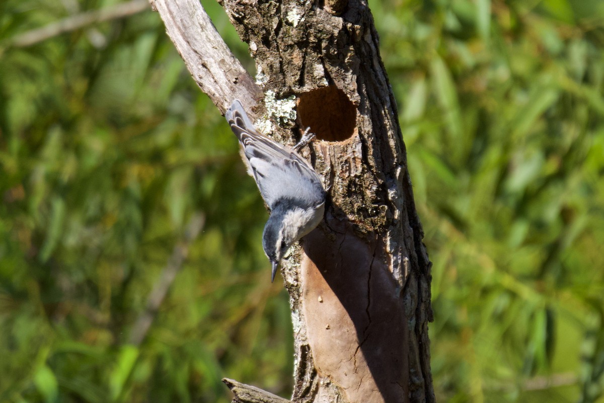 White-breasted Nuthatch - ML641124473
