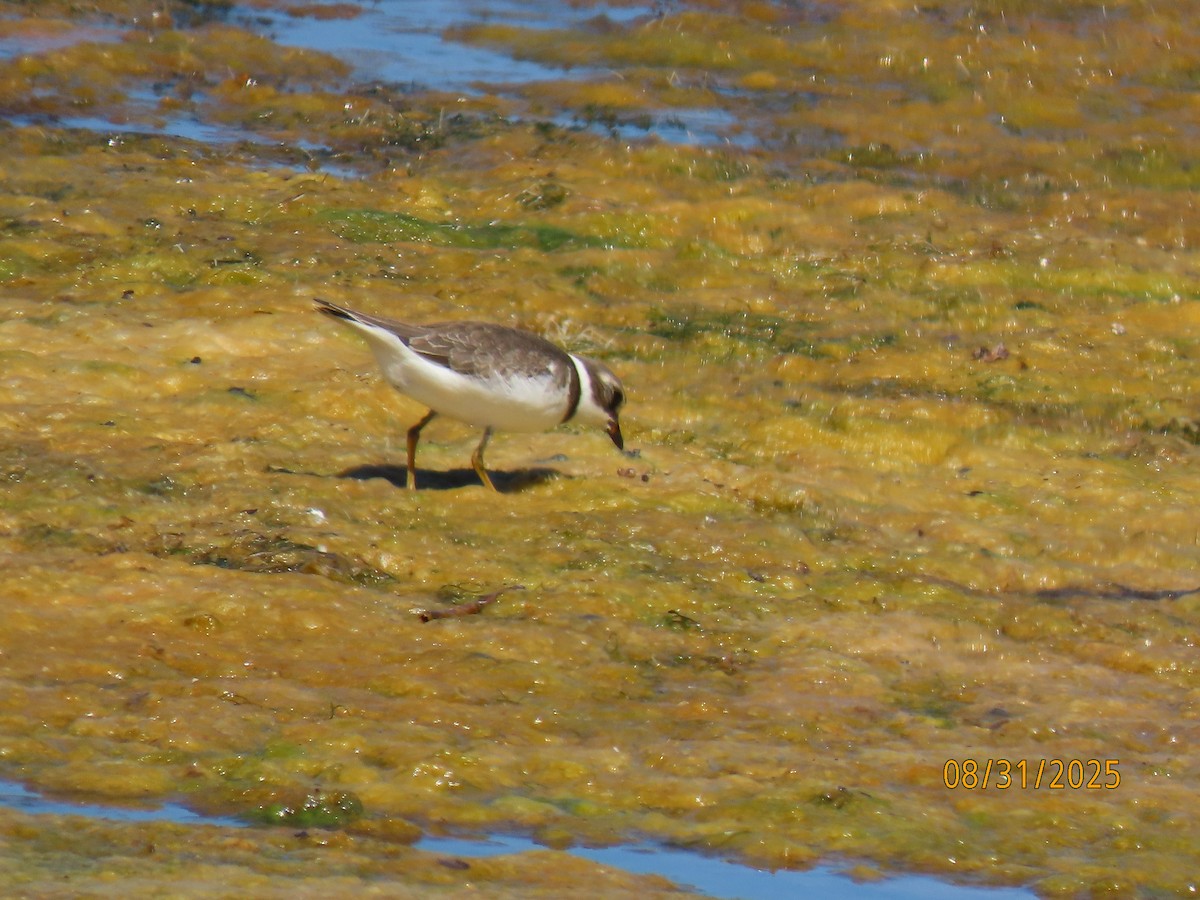 Semipalmated Plover - ML641124508