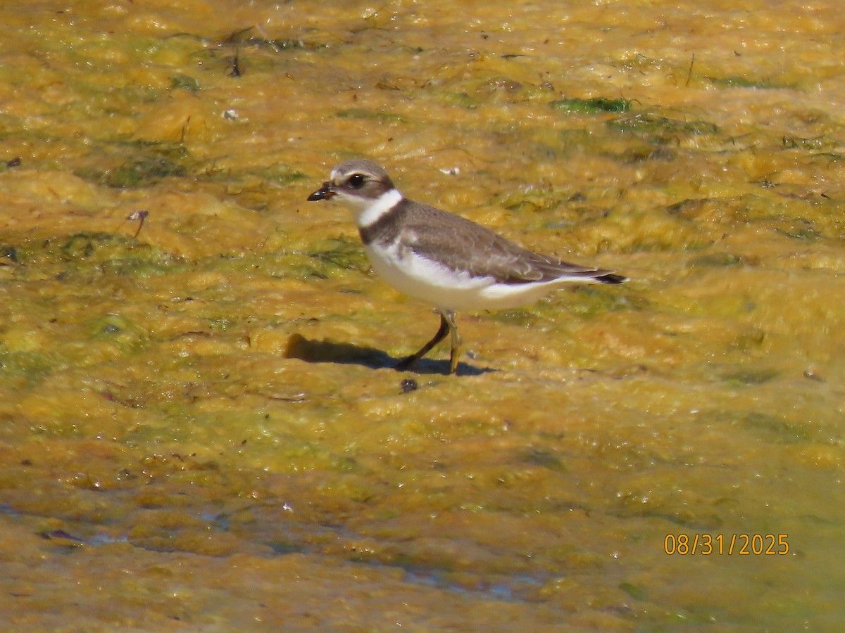 Semipalmated Plover - ML641124509
