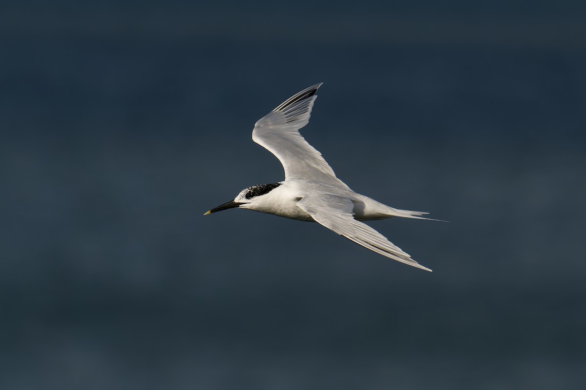 Sandwich Tern - ML641124522