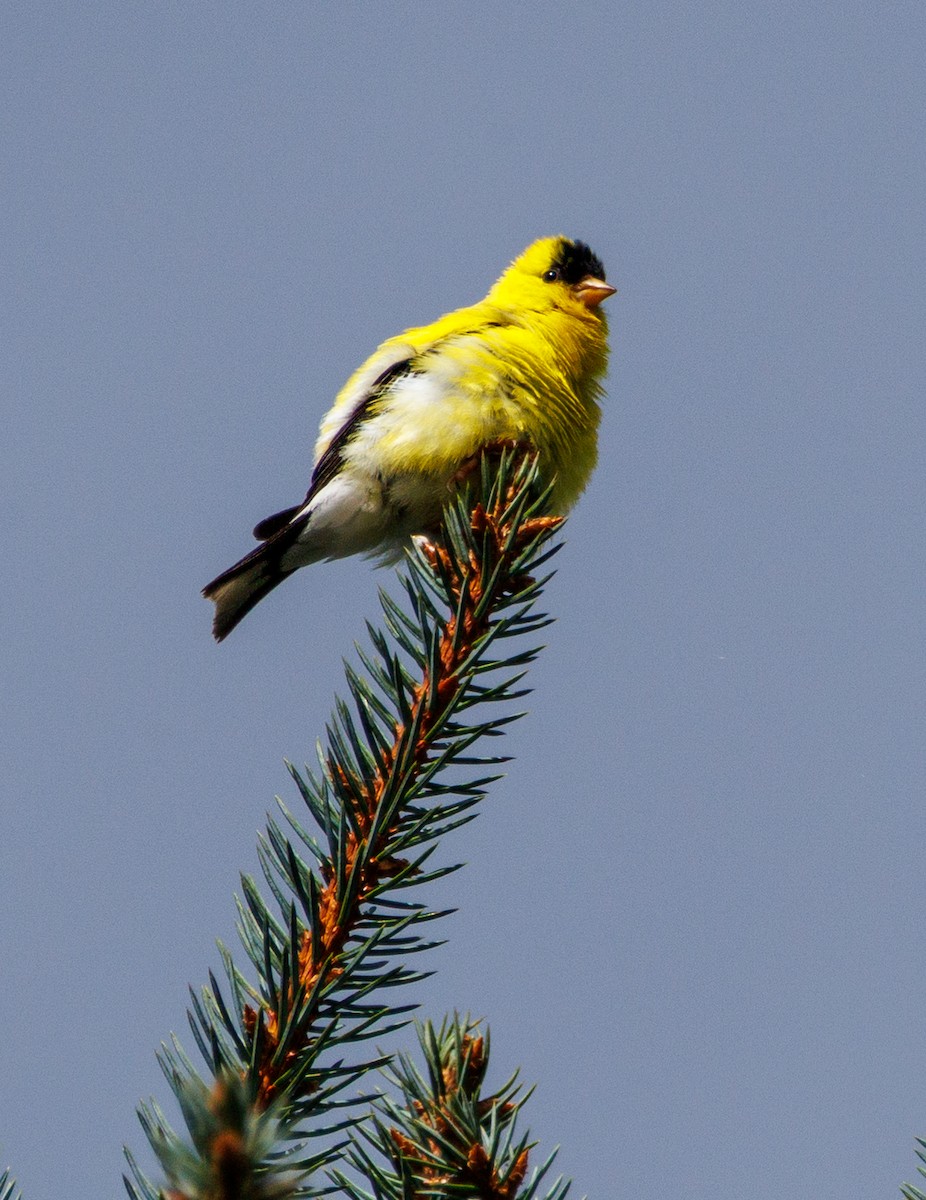 American Goldfinch - ML641124547
