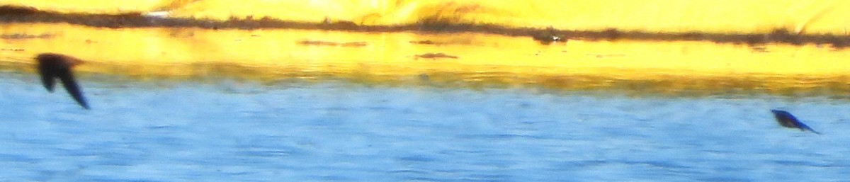 Hirondelle rustique - ML641124567