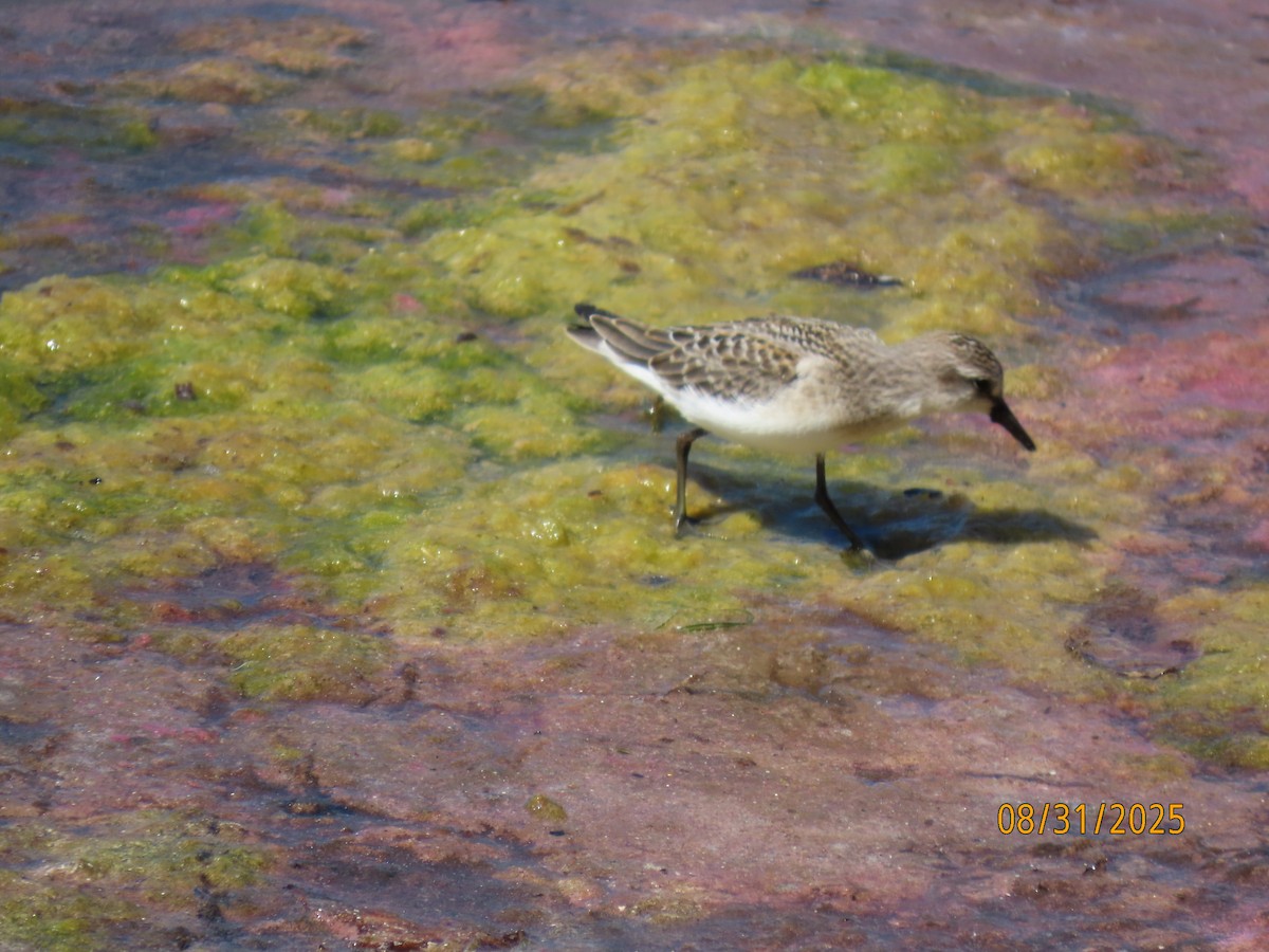 Semipalmated Sandpiper - ML641124572