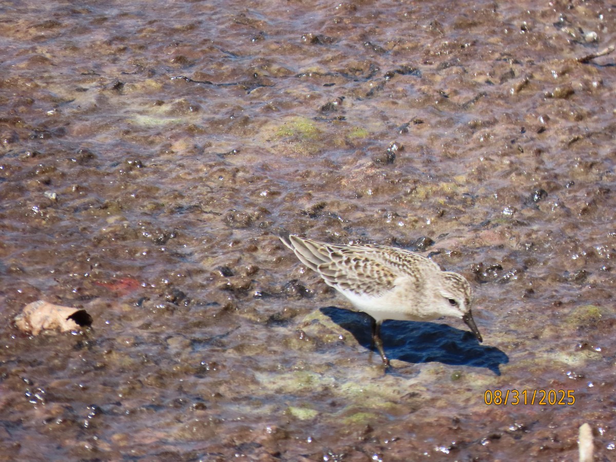 Semipalmated Sandpiper - ML641124573