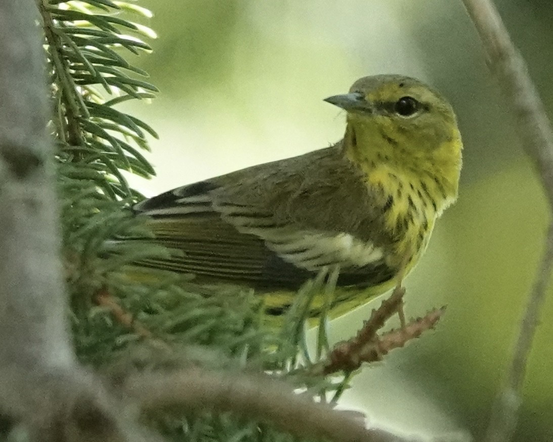 Paruline tigrée - ML641124575