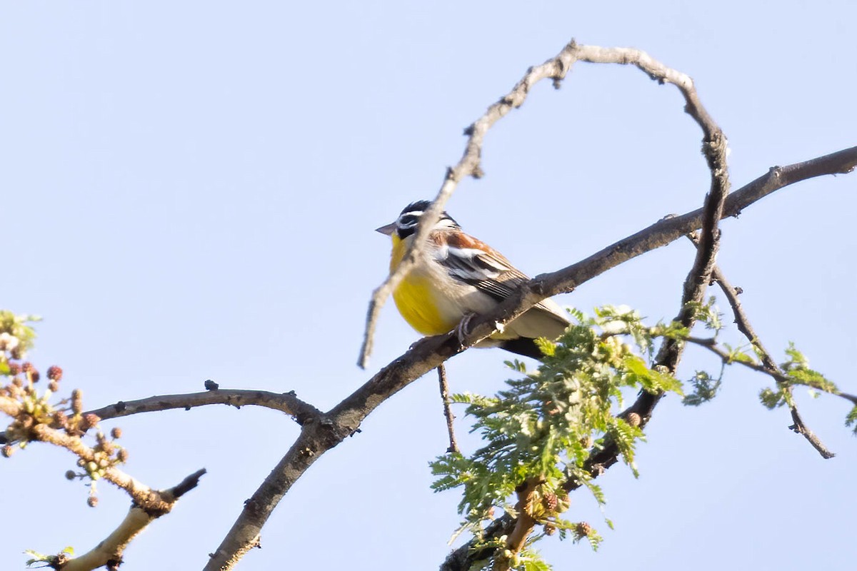 Golden-breasted Bunting - ML641124584