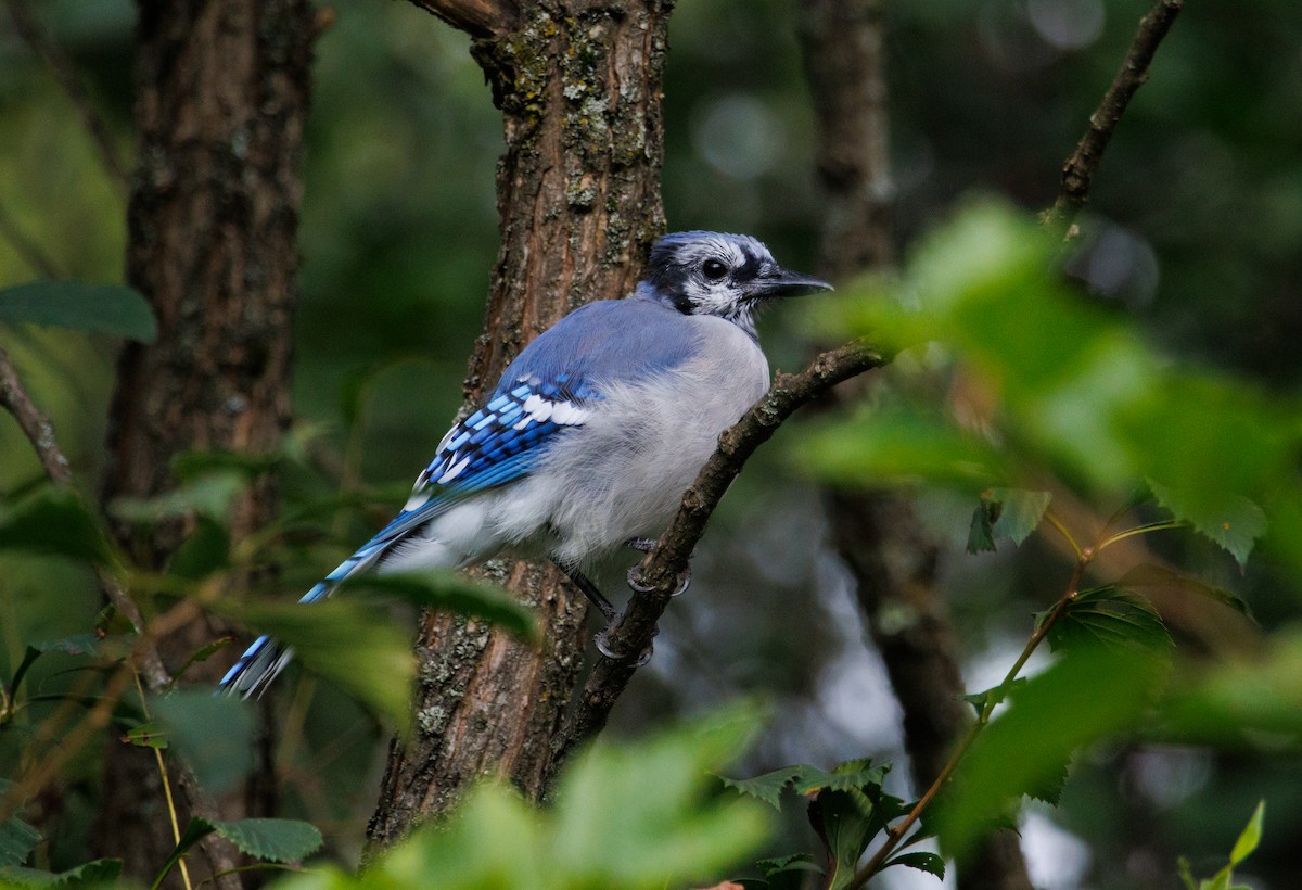 Blue Jay - ML641124589