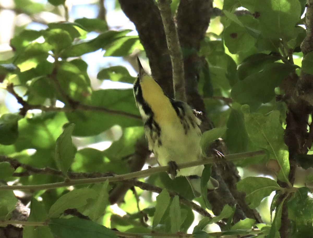 gulstrupeparula - ML641124594