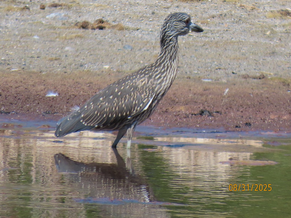 Yellow-crowned Night Heron - ML641124611