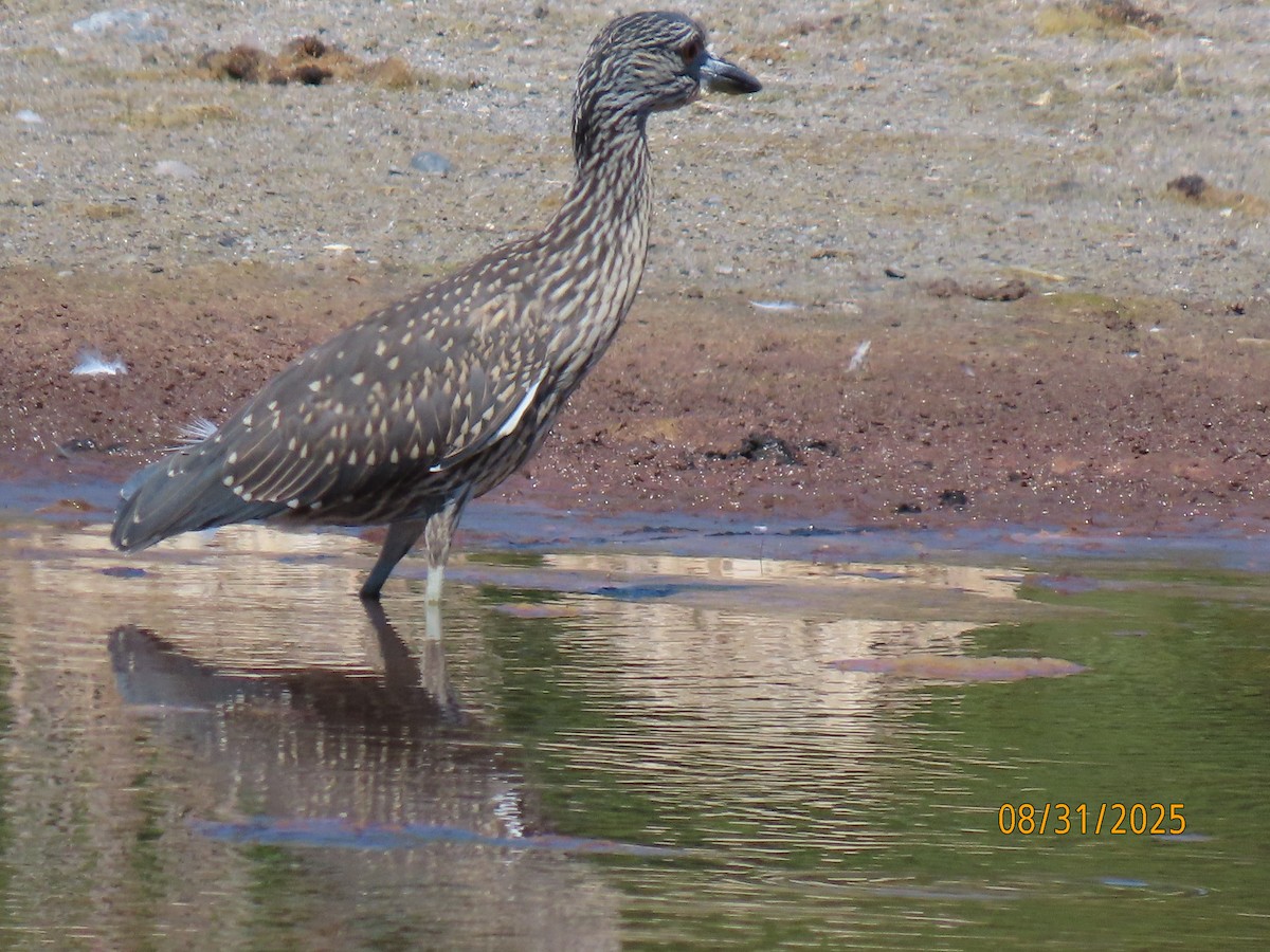 Yellow-crowned Night Heron - ML641124612