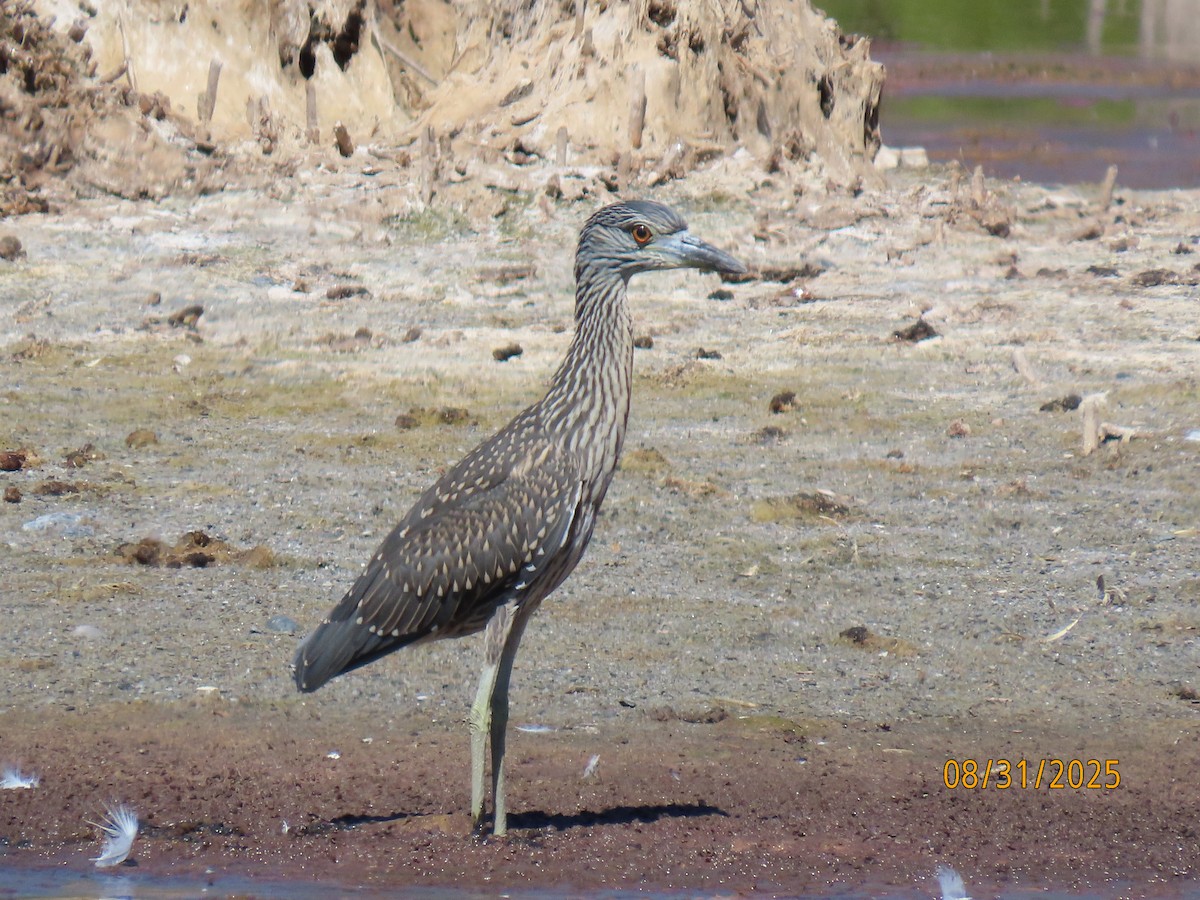 Yellow-crowned Night Heron - ML641124615