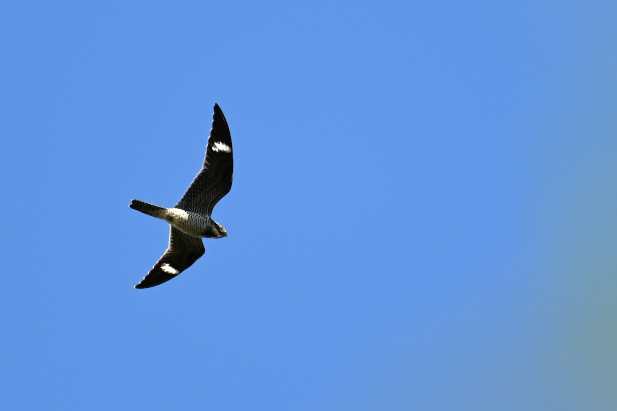 Common Nighthawk - ML641124617