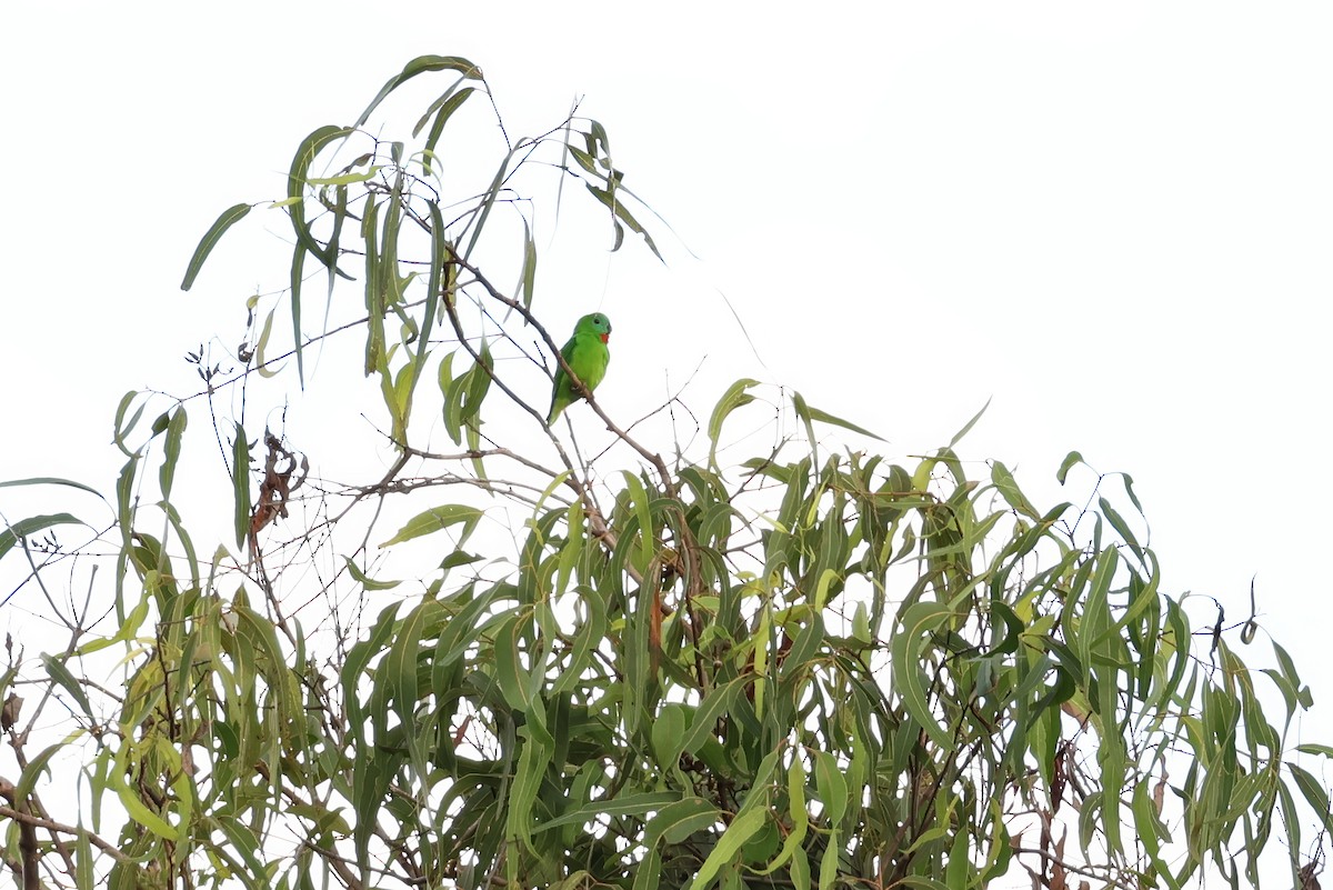 Papuan Hanging-Parrot - ML641124619