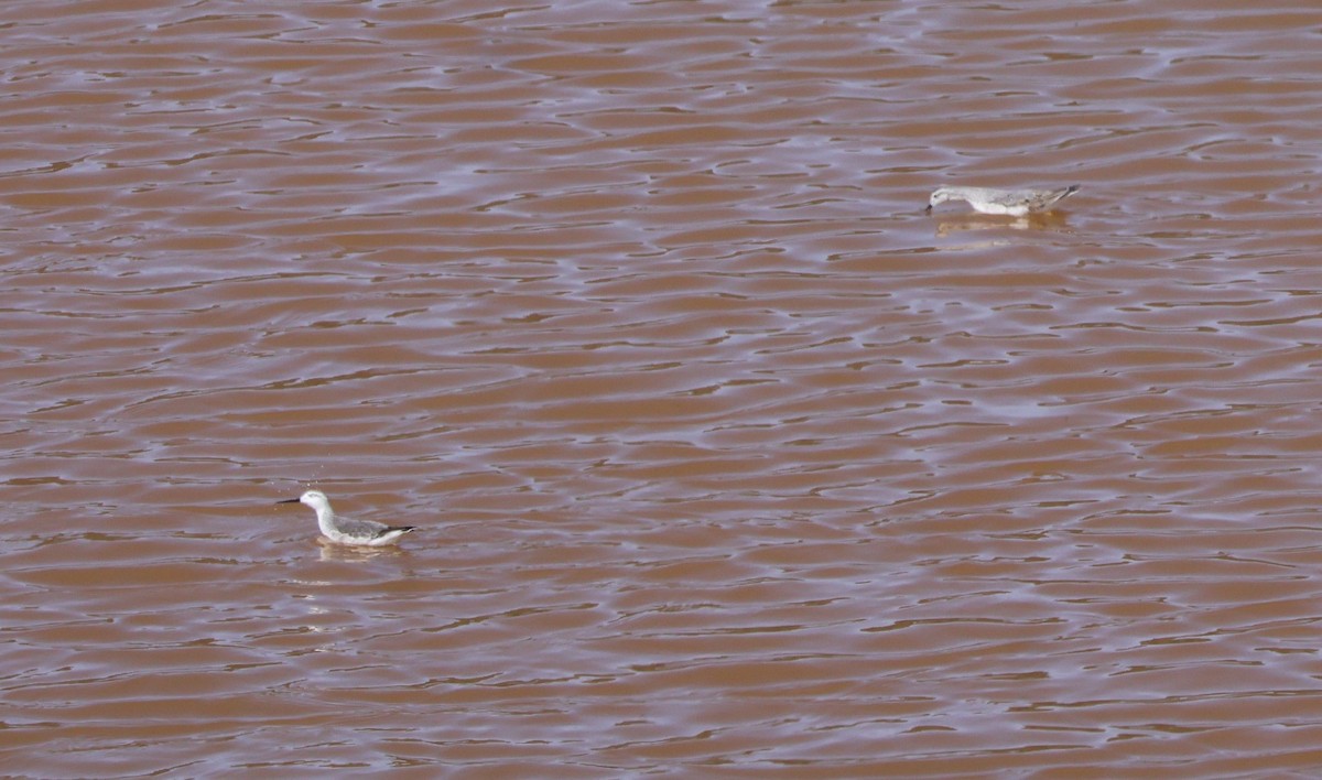 Wilson's Phalarope - ML641124639
