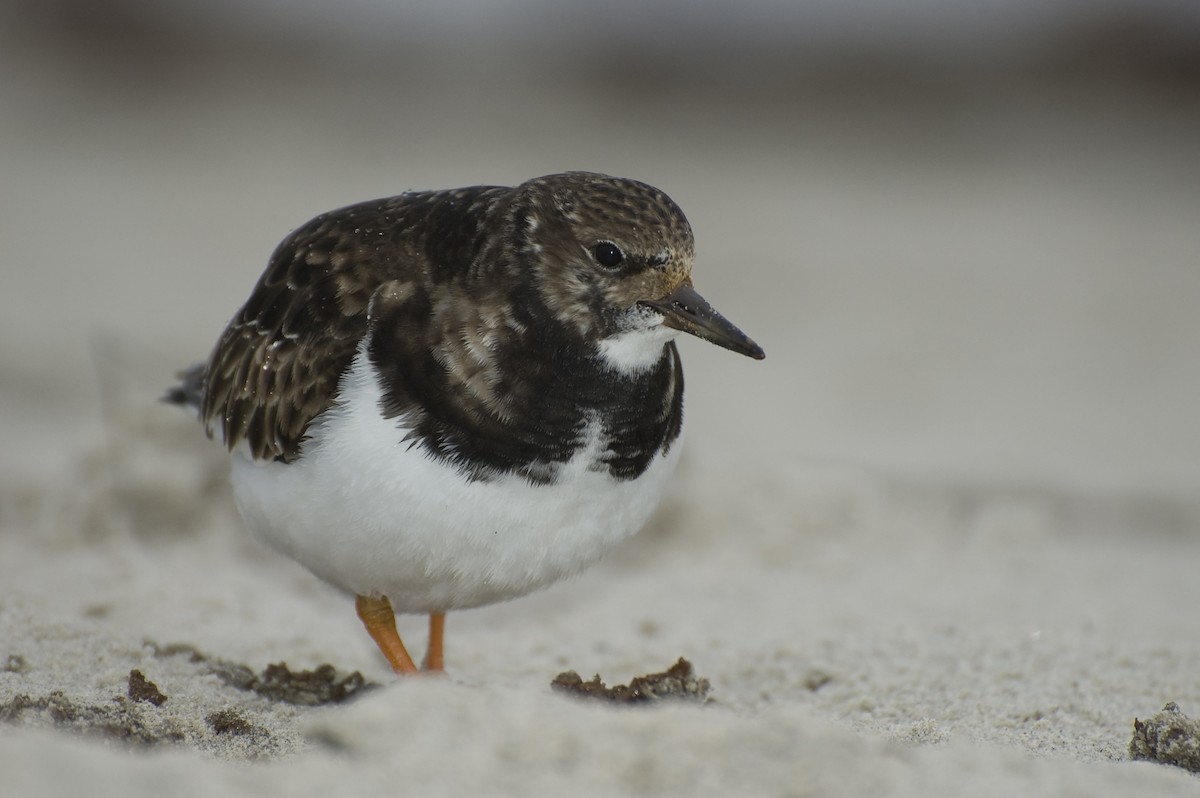 Ruddy Turnstone - ML641124652