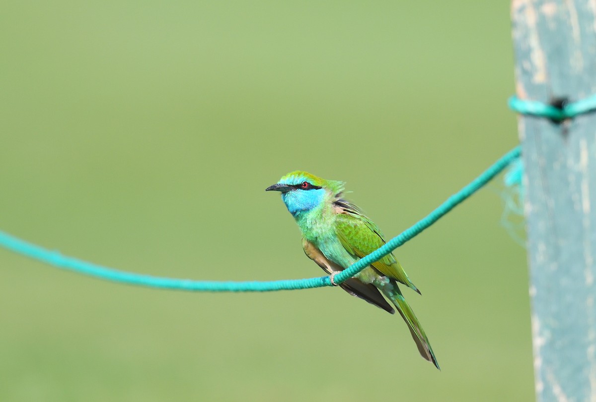 Arabian Green Bee-eater - ML641124686