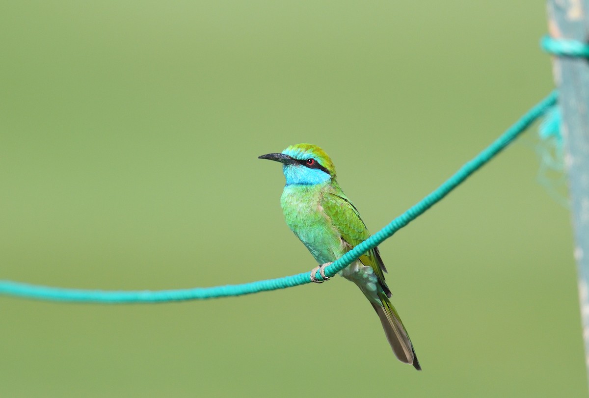 Arabian Green Bee-eater - ML641124688