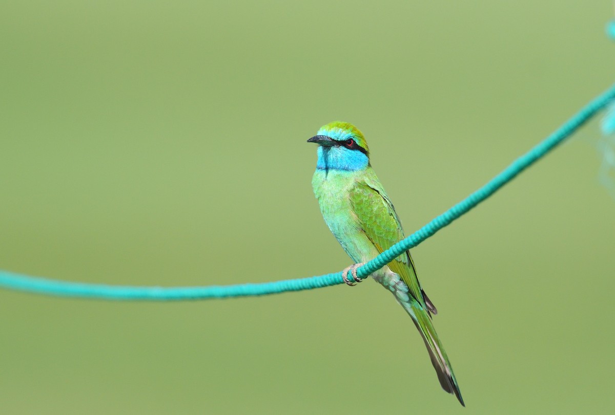 Arabian Green Bee-eater - ML641124689