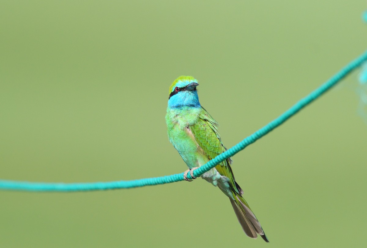 Arabian Green Bee-eater - ML641124691