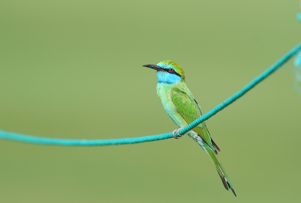 Arabian Green Bee-eater - ML641124693