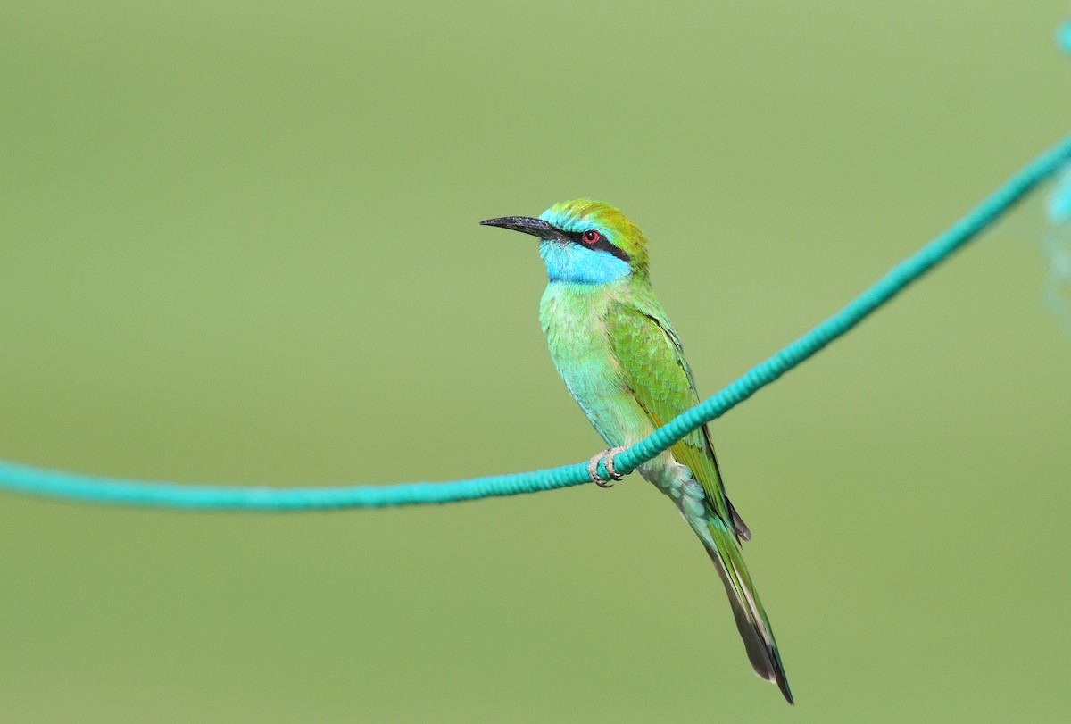 Arabian Green Bee-eater - ML641124694