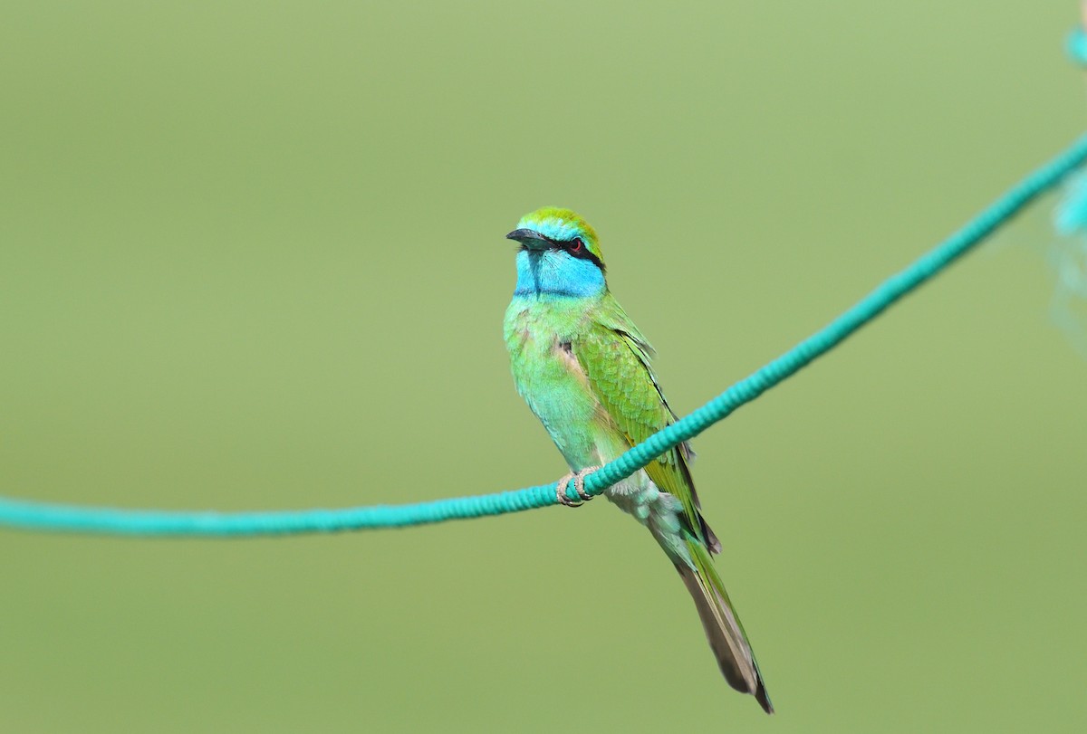 Arabian Green Bee-eater - ML641124695