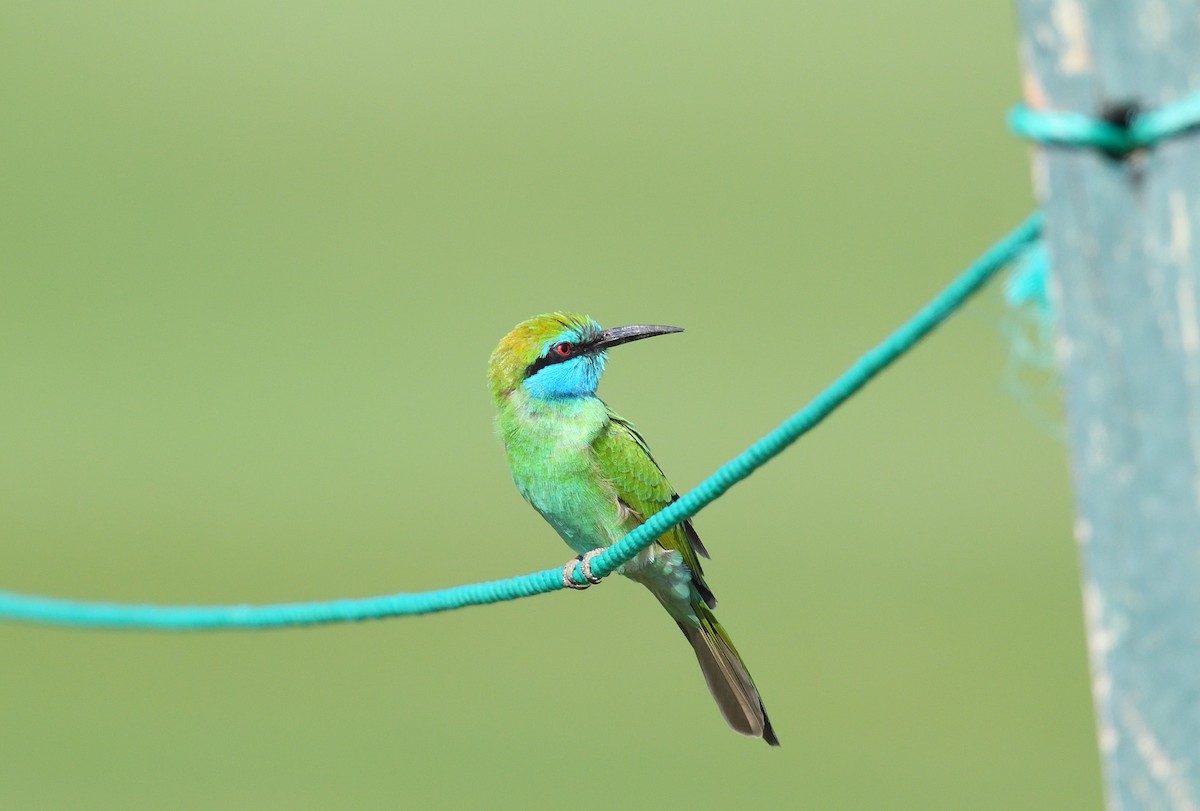 Arabian Green Bee-eater - ML641124696