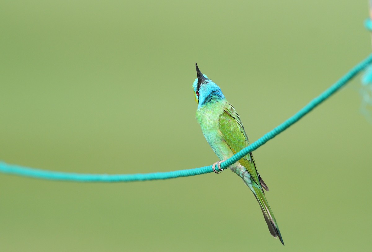 Arabian Green Bee-eater - ML641124697