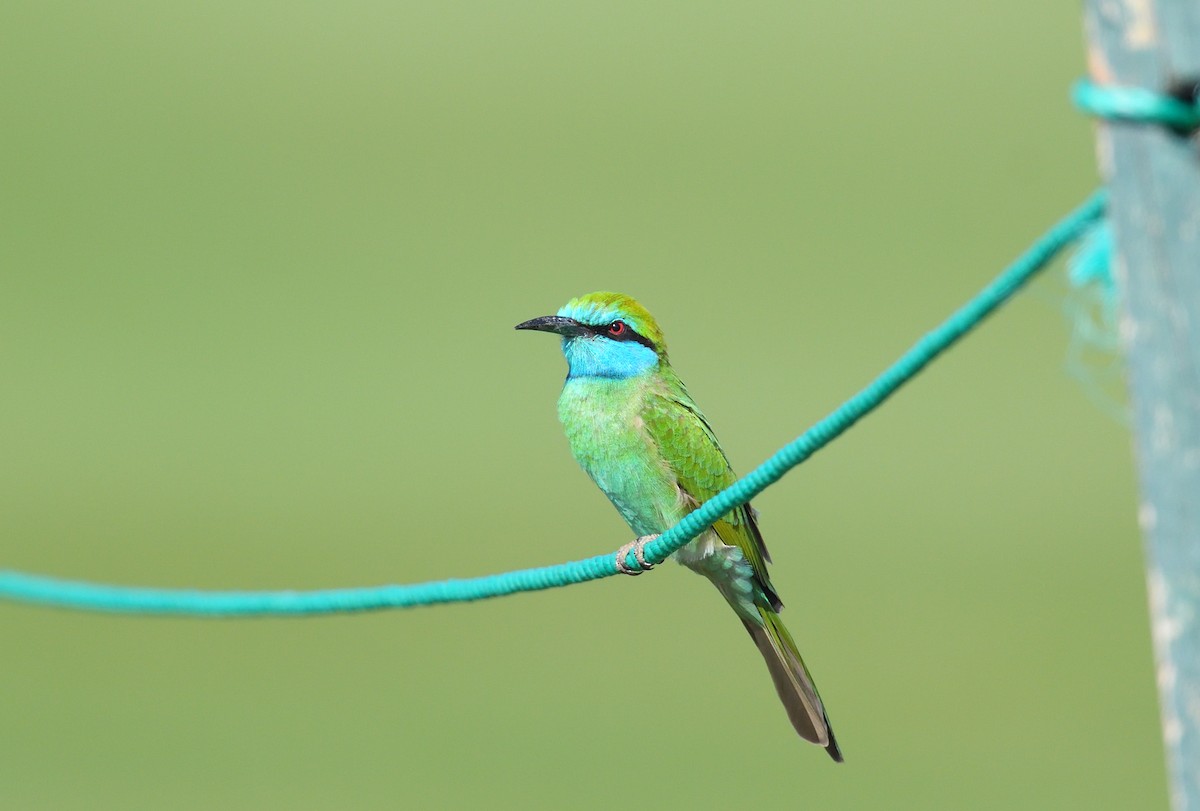 Arabian Green Bee-eater - ML641124698