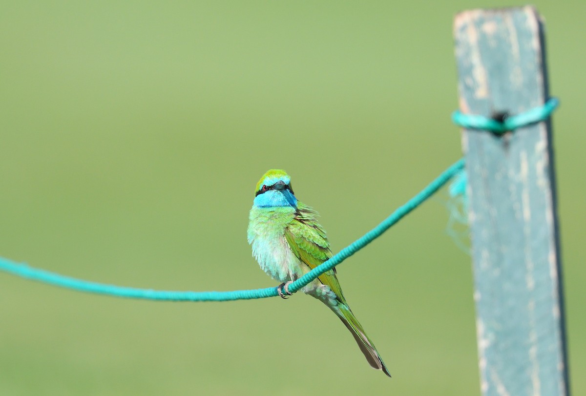 Arabian Green Bee-eater - ML641124699