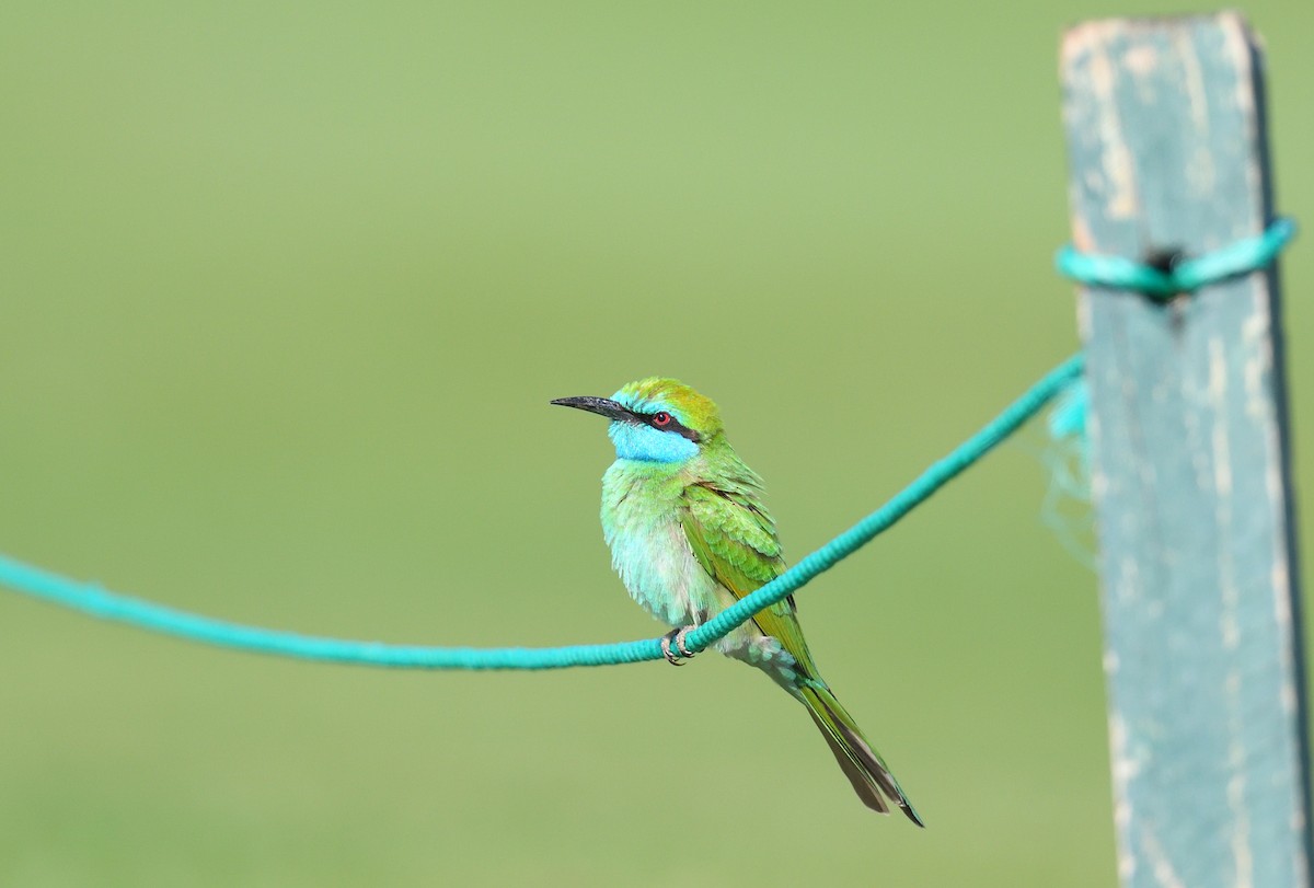 Arabian Green Bee-eater - ML641124700