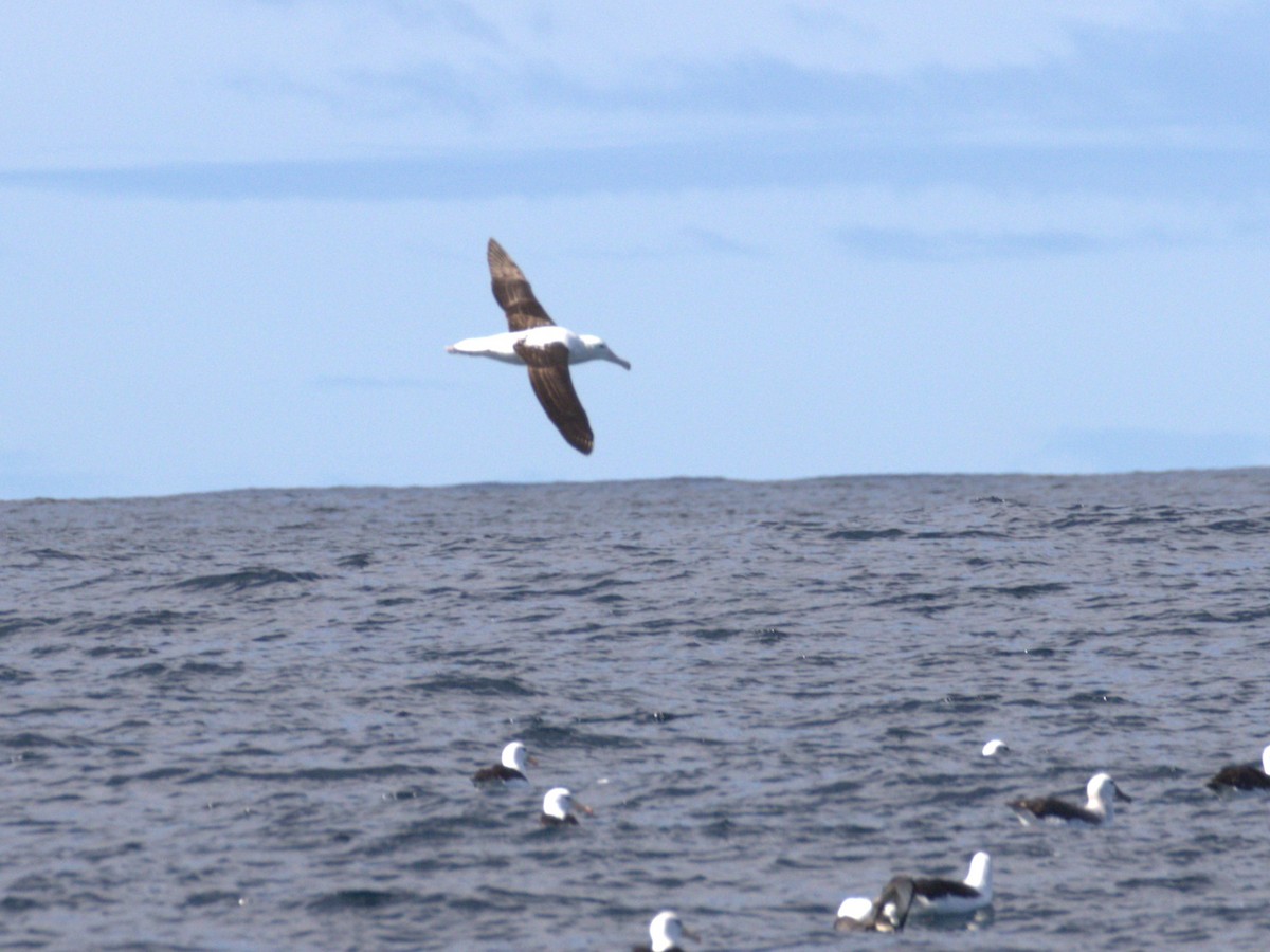 Southern Royal Albatross - ML641124704