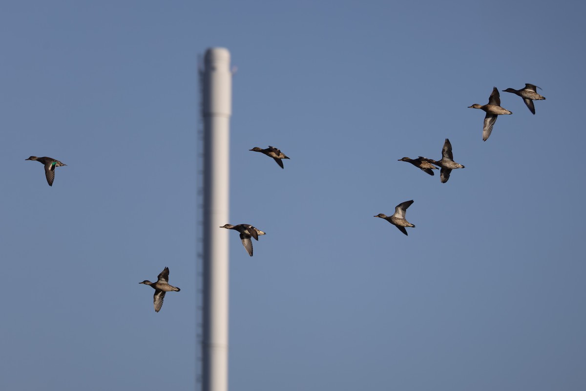 Green-winged Teal (Eurasian) - ML641124729