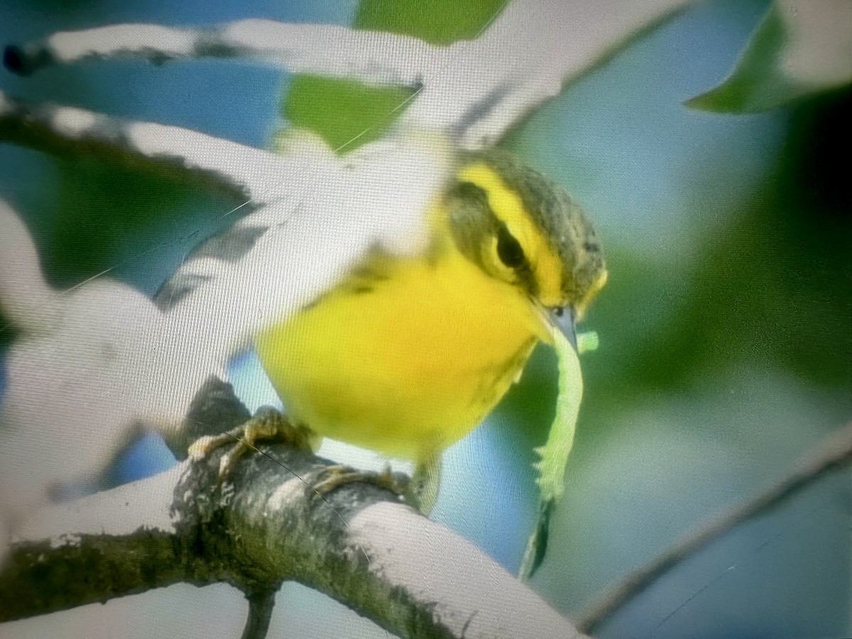 Blackburnian Warbler - ML641124764