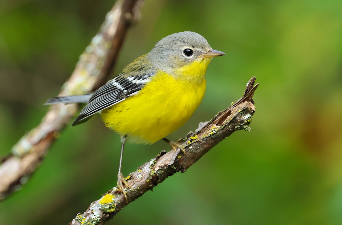 Magnolia Warbler - ML641124765