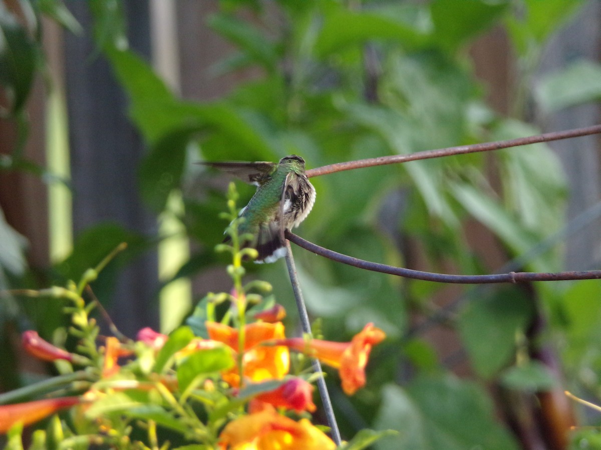 Ruby-throated Hummingbird - ML641124773