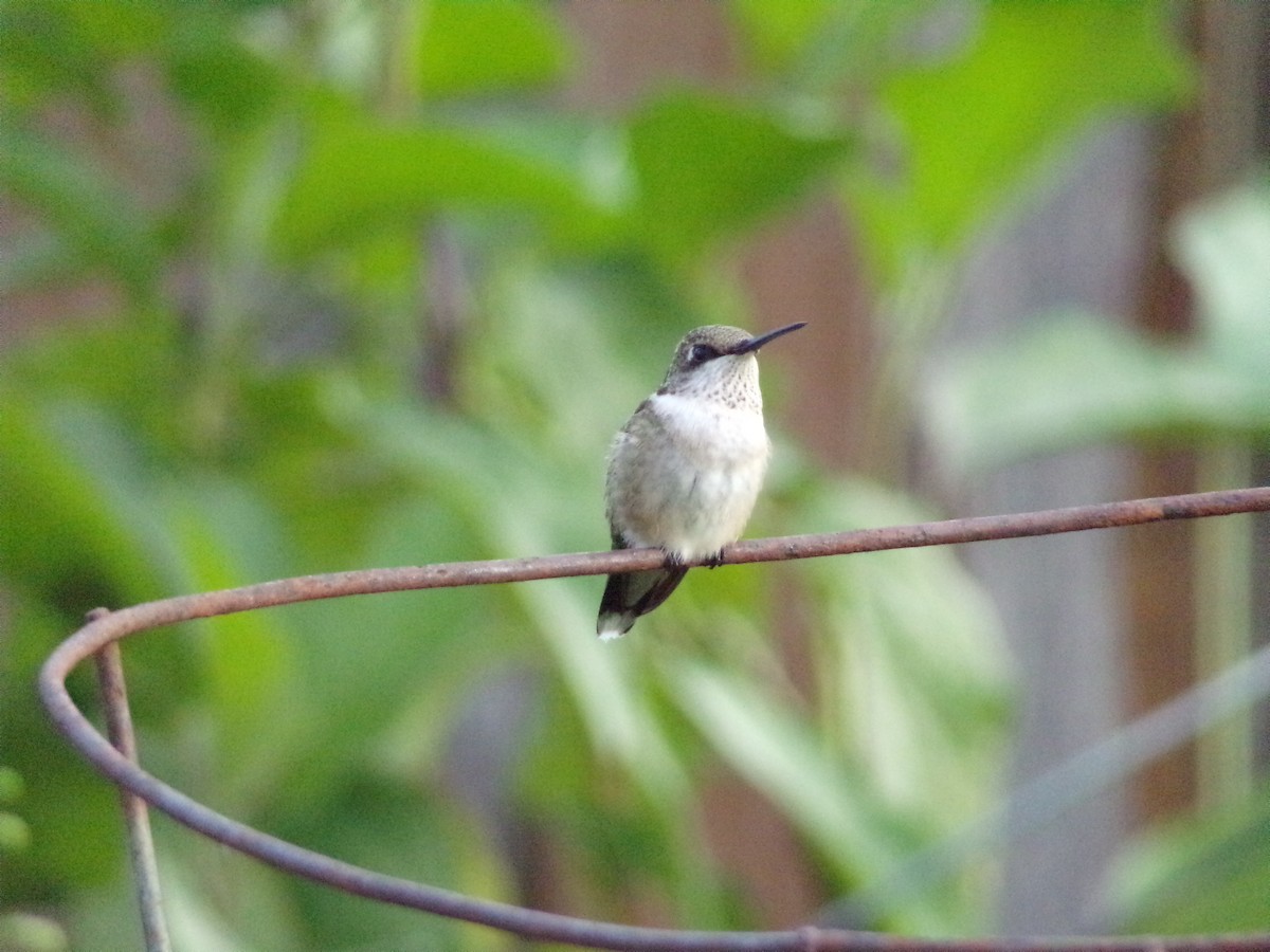 Ruby-throated Hummingbird - ML641124777